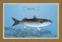 &Kappa;&Epsilon;&Phi;&Alpha;&Lambda;&Omicron;&Sigma; - &Kappa;&alpha;&mu;&beta;ά&sigmaf;