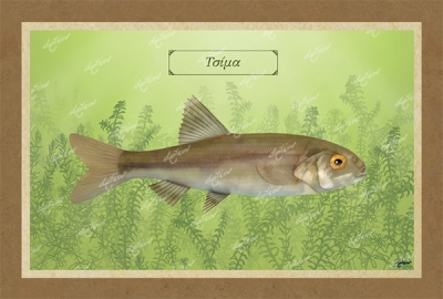 &Tau;&Sigma;&Iota;&Mu;&Alpha; - &Kappa;&alpha;&mu;&beta;ά&sigmaf;