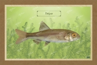 &Tau;&Sigma;&Iota;&Mu;&Alpha; - &Kappa;&alpha;&mu;&beta;ά&sigmaf;