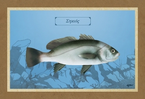 &Sigma;&Eta;&Kappa;&Iota;&Omicron;&Sigma; - &Kappa;&alpha;&mu;&beta;ά&sigmaf;