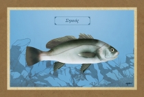 &Sigma;&Eta;&Kappa;&Iota;&Omicron;&Sigma; - &Kappa;&alpha;&mu;&beta;ά&sigmaf;