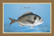 &Tau;&Sigma;&Iota;&Pi;&Omicron;&Upsilon;&Rho;&Alpha; - &Kappa;&alpha;&mu;&beta;ά&sigmaf;