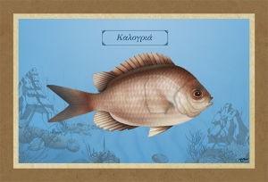 &Kappa;&Alpha;&Lambda;&Omicron;&Gamma;&Rho;&Iota;&Alpha; - &Kappa;&alpha;&mu;&beta;ά&sigmaf;