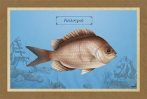 &Kappa;&Alpha;&Lambda;&Omicron;&Gamma;&Rho;&Iota;&Alpha; - &Kappa;&alpha;&mu;&beta;ά&sigmaf;