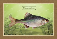 &Mu;&Omicron;&Upsilon;&Rho;&Mu;&Omicron;&Upsilon;&Rho;&Iota;&Tau;&Sigma;&Alpha; - &Kappa;&alpha;&mu;&beta;ά&sigmaf;