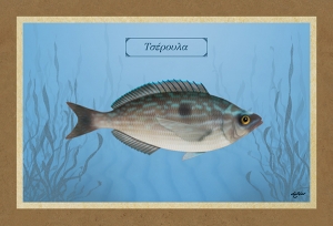 &Tau;&Sigma;&Epsilon;&Rho;&Omicron;&Upsilon;&Lambda;&Alpha; - &Kappa;&alpha;&mu;&beta;ά&sigmaf;