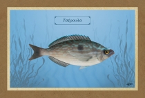 &Tau;&Sigma;&Epsilon;&Rho;&Omicron;&Upsilon;&Lambda;&Alpha; - &Kappa;&alpha;&mu;&beta;ά&sigmaf;