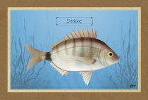 &Sigma;&Pi;&Alpha;&Rho;&Omicron;&Sigma; - &Kappa;&alpha;&mu;&beta;ά&sigmaf;