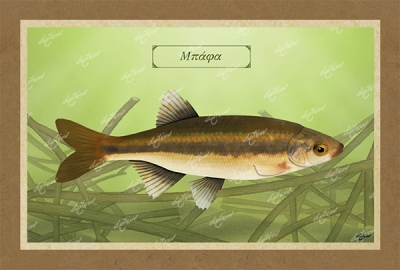 &Mu;&Pi;&Alpha;&Phi;&Alpha; - &Kappa;&alpha;&mu;&beta;ά&sigmaf;