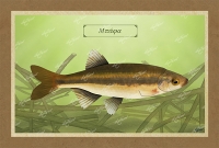 &Mu;&Pi;&Alpha;&Phi;&Alpha; - &Kappa;&alpha;&mu;&beta;ά&sigmaf;