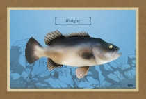 B&Lambda;&Alpha;&Chi;&Omicron;&Sigma; - &Kappa;&alpha;&mu;&beta;ά&sigmaf;