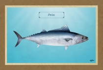 &Rho;&Epsilon;&Iota;&Kappa;&Iota; - &Kappa;&alpha;&mu;&beta;ά&sigmaf;