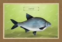 &Lambda;&Epsilon;&Sigma;&Tau;&Iota;&Alpha; - &Kappa;&alpha;&mu;&beta;ά&sigmaf;