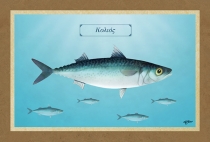 &Kappa;&Omicron;&Lambda;&Iota;&Omicron;&Sigma; - &Kappa;&alpha;&mu;&beta;ά&sigmaf;