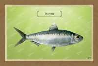 &Phi;&Rho;&Iota;&Sigma;&Sigma;&Alpha; - &Kappa;&alpha;&mu;&beta;ά&sigmaf;