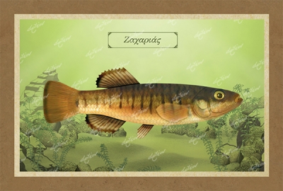 &Zeta;&Alpha;&Chi;&Alpha;&Rho;&Iota;&Alpha;&Sigma; - &Kappa;&alpha;&mu;&beta;ά&sigmaf;