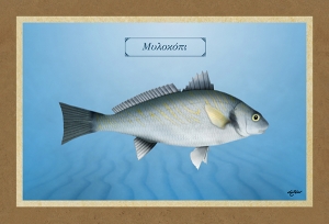 &Mu;&Upsilon;&Lambda;&Omicron;&Kappa;&Omicron;&Pi;&Iota; - &Kappa;&alpha;&mu;&beta;ά&sigmaf;