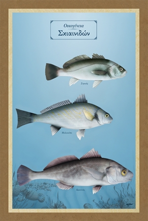 &Omicron;&iota;&kappa;&omicron;&gamma;έ&nu;&epsilon;&iota;&alpha; &Sigma;&kappa;&iota;&alpha;&iota;&nu;&iota;&delta;ώ&nu; - &Kappa;&alpha;&mu;&beta;ά&sigmaf;