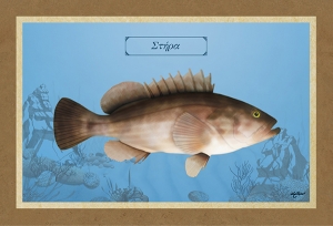 &Sigma;&Tau;&Eta;&Rho;&Alpha; - &Kappa;&alpha;&mu;&beta;ά&sigmaf;