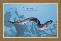 &Mu;&Omicron;&Upsilon;&Gamma;&Kappa;&Rho;&Iota; - &Kappa;&alpha;&mu;&beta;ά&sigmaf;