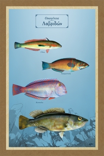 &Omicron;&iota;&kappa;&omicron;&gamma;έ&nu;&epsilon;&iota;&alpha; &Lambda;&alpha;&beta;&rho;&iota;&delta;ώ&nu; - &Kappa;&alpha;&mu;&beta;ά&sigmaf;