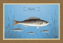 &Mu;&Alpha;&Rho;&Iota;&Delta;&Alpha; - &Kappa;&alpha;&mu;&beta;ά&sigmaf;