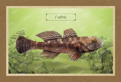 &Gamma;&Omega;&Beta;&Iota;&Omicron;&Sigma; - &Kappa;&alpha;&mu;&beta;ά&sigmaf;