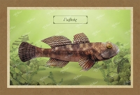 &Gamma;&Omega;&Beta;&Iota;&Omicron;&Sigma; - &Kappa;&alpha;&mu;&beta;ά&sigmaf;