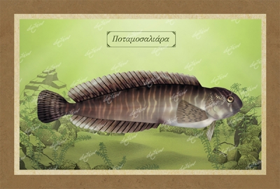 &Pi;&Omicron;&Tau;&Alpha;&Mu;&Omicron;&Sigma;&Alpha;&Lambda;&Iota;&Alpha;&Rho;&Alpha; - &Kappa;&alpha;&mu;&beta;ά&sigmaf;