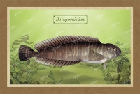 &Pi;&Omicron;&Tau;&Alpha;&Mu;&Omicron;&Sigma;&Alpha;&Lambda;&Iota;&Alpha;&Rho;&Alpha; - &Kappa;&alpha;&mu;&beta;ά&sigmaf;