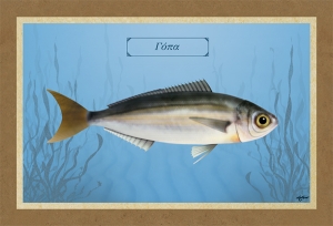 &Gamma;&Omicron;&Pi;&Alpha; - &Kappa;&alpha;&mu;&beta;ά&sigmaf;