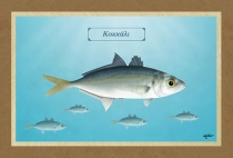 &Kappa;&Omicron;&Kappa;&Kappa;&Alpha;&Lambda;&Iota; - &Kappa;&alpha;&mu;&beta;ά&sigmaf;