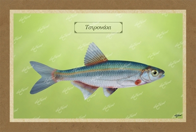 &Tau;&Sigma;&Iota;&Rho;&Omicron;&Nu;&Alpha;&Kappa;&Iota; - &Kappa;&alpha;&mu;&beta;ά&sigmaf;