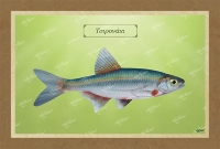 &Tau;&Sigma;&Iota;&Rho;&Omicron;&Nu;&Alpha;&Kappa;&Iota; - &Kappa;&alpha;&mu;&beta;ά&sigmaf;