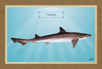 &Gamma;&Alpha;&Lambda;&Epsilon;&Omicron;&Sigma; - &Kappa;&alpha;&mu;&beta;ά&sigmaf;