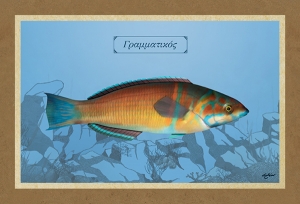 &Gamma;&Rho;&Alpha;&Mu;&Mu;&Alpha;&Tau;&Iota;&Kappa;&Omicron;&Sigma; - &Kappa;&alpha;&mu;&beta;ά&sigmaf;