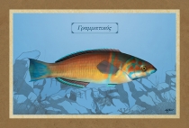 &Gamma;&Rho;&Alpha;&Mu;&Mu;&Alpha;&Tau;&Iota;&Kappa;&Omicron;&Sigma; - &Kappa;&alpha;&mu;&beta;ά&sigmaf;