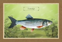 &Tau;&Upsilon;&Lambda;&Iota;&Nu;&Alpha;&Rho;&Iota; - &Kappa;&alpha;&mu;&beta;ά&sigmaf;