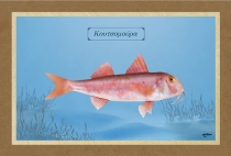 &Kappa;&Omicron;&Upsilon;&Tau;&Sigma;&Omicron;&Mu;&Omicron;&Upsilon;&Rho;&Alpha; - &Kappa;&alpha;&mu;&beta;ά&sigmaf;