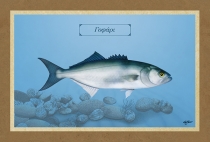 &Gamma;&Omicron;&Phi;&Alpha;&Rho;&Iota; - &Kappa;&alpha;&mu;&beta;ά&sigmaf;