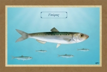 &Gamma;&Alpha;&Upsilon;&Rho;&Omicron;&Sigma; - &Kappa;&alpha;&mu;&beta;ά&sigmaf;