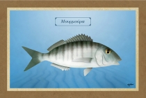 &Mu;&Omicron;&Upsilon;&Rho;&Mu;&Omicron;&Upsilon;&Rho;&Alpha; - &Kappa;&alpha;&mu;&beta;ά&sigmaf;