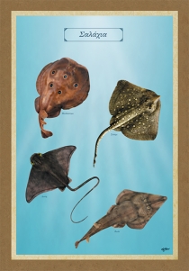 &Sigma;&Alpha;&Lambda;&Alpha;&Chi;&Iota;&Alpha; - &Kappa;&alpha;&mu;&beta;ά&sigmaf;