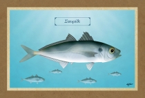 &Sigma;&Alpha;&Upsilon;&Rho;&Iota;&Delta;&Iota; - &Kappa;&alpha;&mu;&beta;ά&sigmaf;