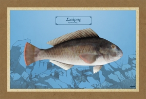 &Sigma;&Kappa;&Alpha;&Rho;&Omicron;&Sigma; (&alpha;&rho;&sigma;&epsilon;&nu;&iota;&kappa;ό&sigmaf;) - &Kappa;&alpha;&mu;&beta;ά&sigmaf;