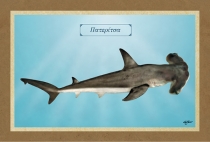 &Pi;&Alpha;&Tau;&Epsilon;&Rho;&Iota;&Tau;&Sigma;&Alpha; - &Kappa;&alpha;&mu;&beta;ά&sigmaf;