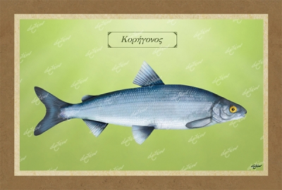 &Kappa;&Omicron;&Rho;&Eta;&Gamma;&Omicron;&Nu;&Omicron;&Sigma; - &Kappa;&alpha;&mu;&beta;ά&sigmaf;