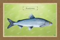 &Kappa;&Omicron;&Rho;&Eta;&Gamma;&Omicron;&Nu;&Omicron;&Sigma; - &Kappa;&alpha;&mu;&beta;ά&sigmaf;