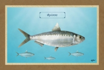 &Phi;&Rho;&Iota;&Sigma;&Sigma;&Alpha; - &Kappa;&alpha;&mu;&beta;ά&sigmaf;