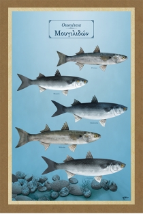 &Omicron;&iota;&kappa;&omicron;&gamma;έ&nu;&epsilon;&iota;&alpha; &Mu;&omicron;&upsilon;&gamma;&iota;&lambda;&iota;&delta;ώ&nu; - &Kappa;&alpha;&mu;&beta;ά&sigmaf;